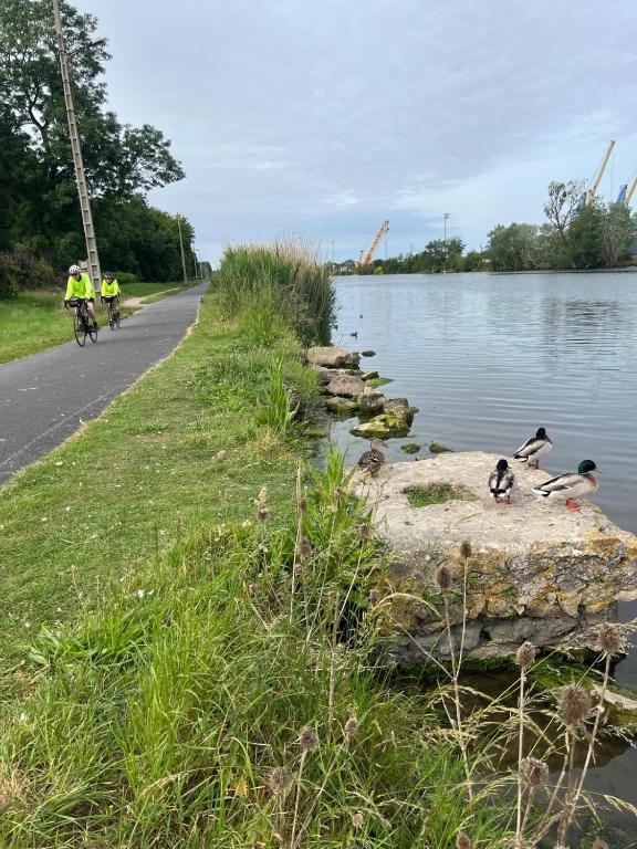 un groupe d'oiseaux sur un rocher près d'un lac dans l'établissement Fabuleux studio à 2 pas du Canal de l'Orne, à Hérouville-Saint-Clair