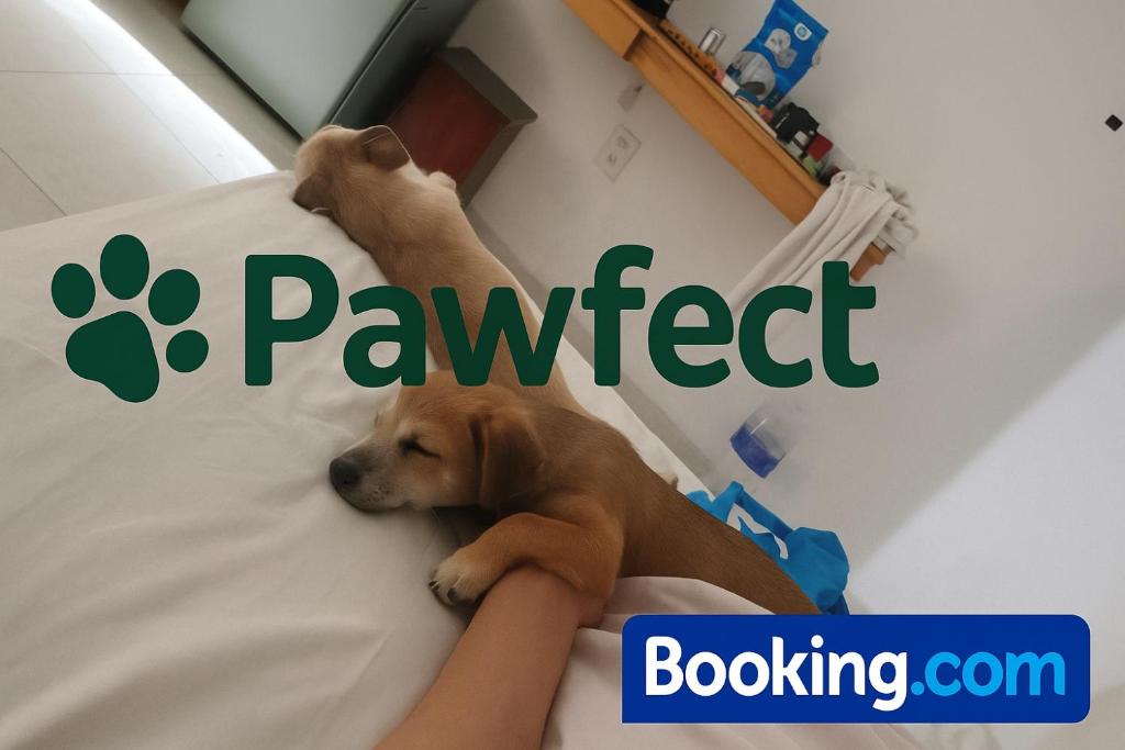 Domácí mazlíčci ubytovaní s hosty v ubytování Pawfect Dining & Stay Pet Friendly Hotel in Da Lat