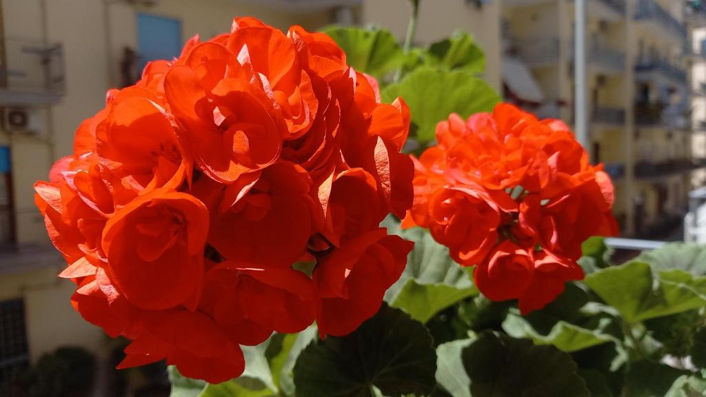 Zdjęcie z galerii obiektu B&B Maestra Giovanna w mieście Pompeje