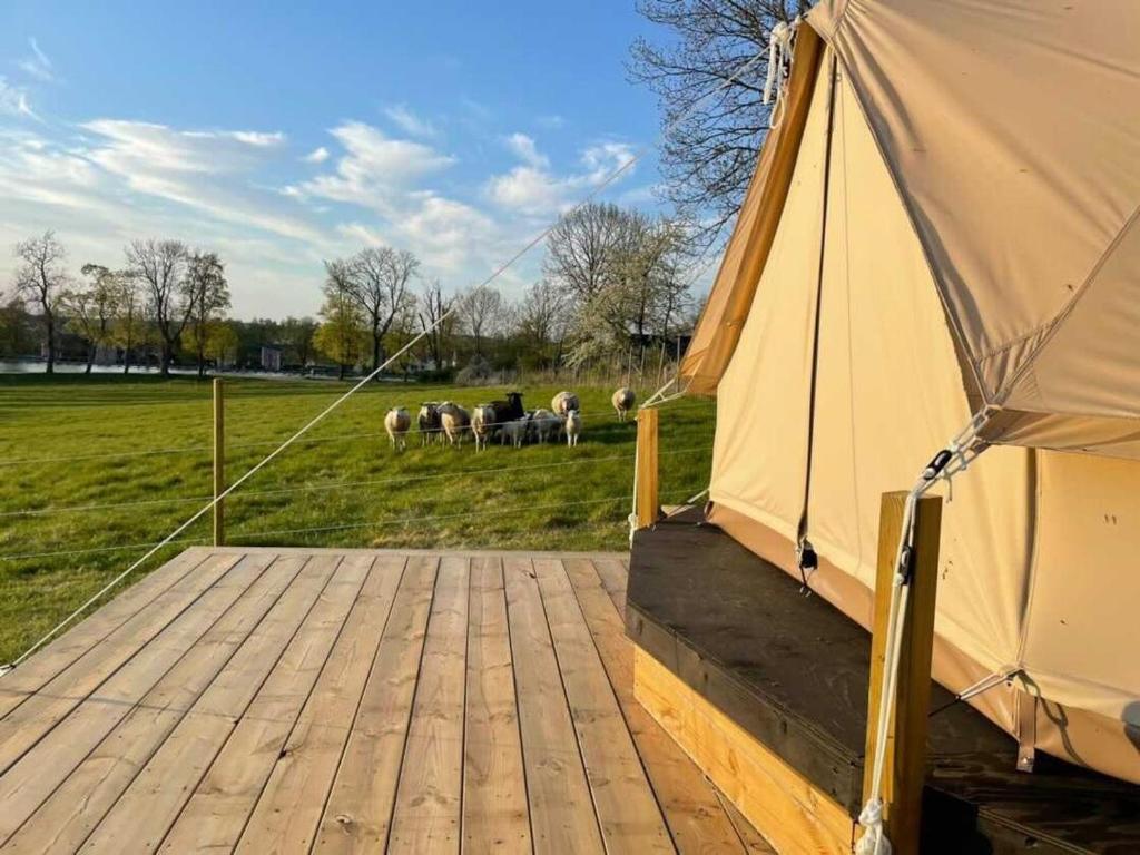 a large tent on a wooden deck with sheep in a field at Bergs Slussar Glamping in Vreta Kloster