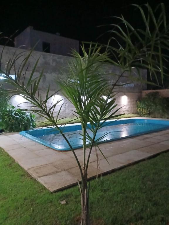 a palm tree in front of a swimming pool at night at Quinta EL SECRETO in Olavarría