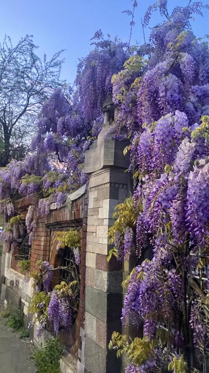 a fence covered in wisterias on a wall at Bibi Pied-à-Terre Vetra - Two Rooms Apartment in Milan