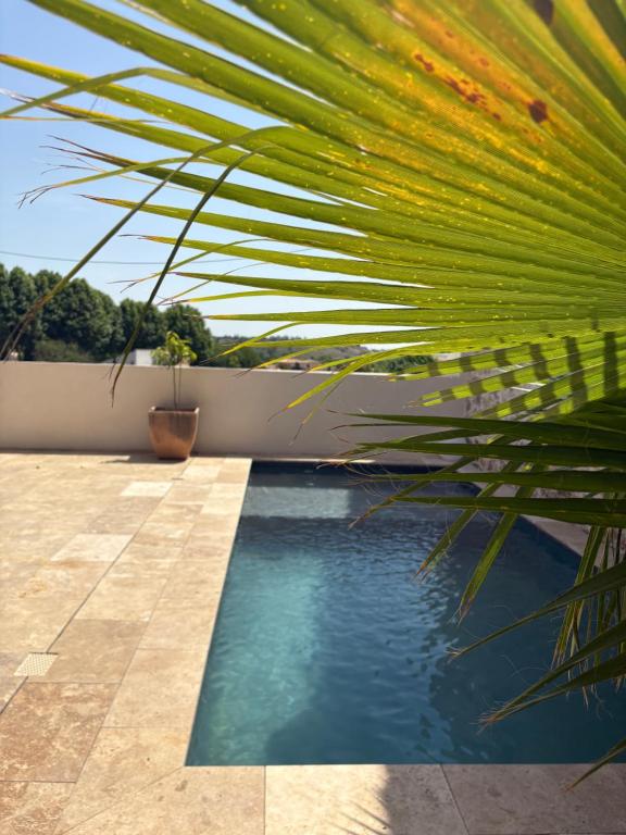 un palmier à côté d'une piscine dans l'établissement La cave, à Paraza