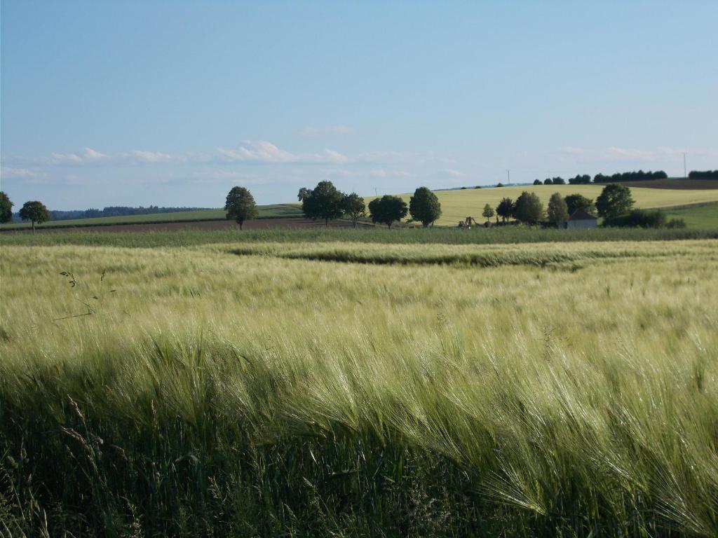 ウスラーにあるNatur und Ruhe - für Ruhe suchendenの背の高い草原