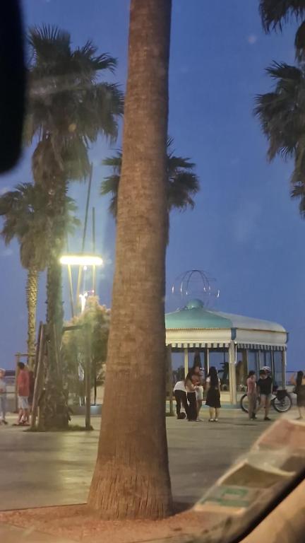 un palmier devant un bâtiment planté de palmiers dans l'établissement A 30m de la place Med, à Canet