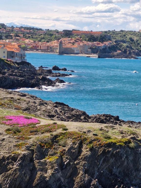 - une plage avec des fleurs roses sur les rochers dans l'établissement COMME UNE MAISON Clim et Ventilateurs aux pieds du port et des plages et 2km COLLIOURE, à Port-Vendres