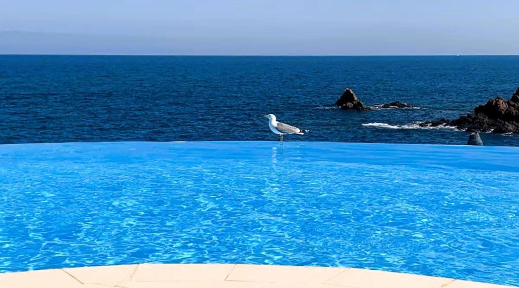 un oiseau debout dans une piscine près de l'océan dans l'établissement Piscine chauffée à débordement Au Cap de L'Esterel ! Entre Théoule et Saint-Raphaël, au Trayas