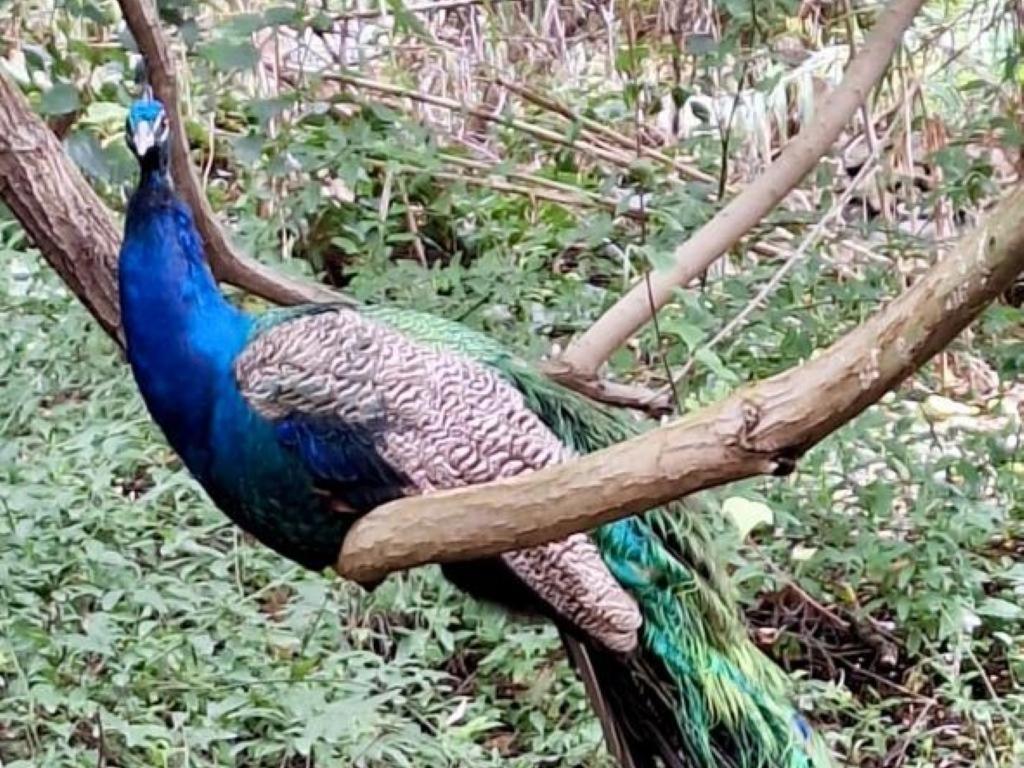 a peacock is sitting on a tree branch at Temenos Retreat in McGregor
