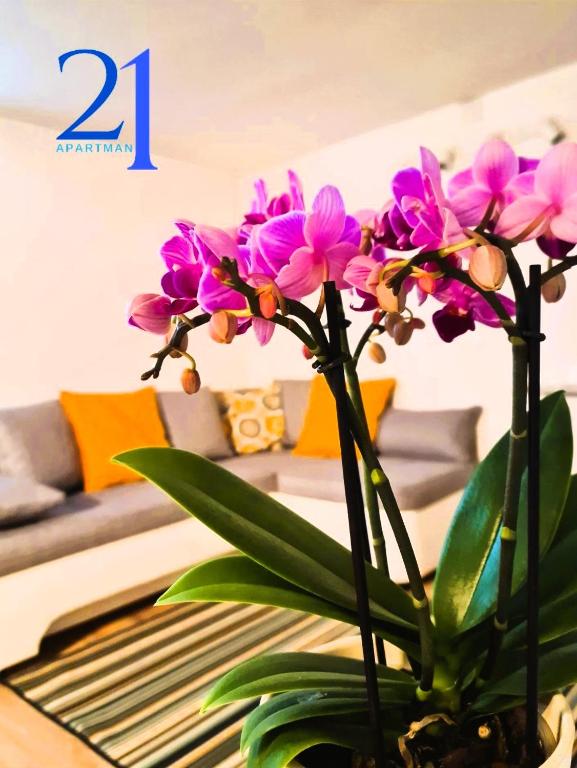 Apartman 21