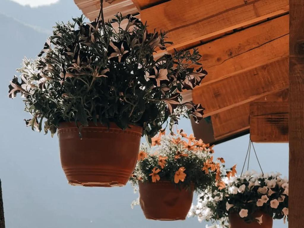 a group of potted plants hanging from a pergola at Dedushi Guesthouse &Wood cabins-Camping place in Gusinje