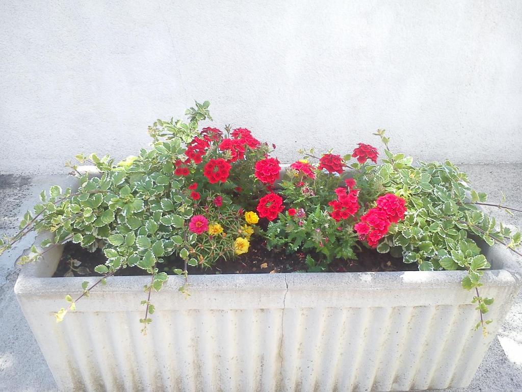 Zahrada ubytování Guest House Vukušić