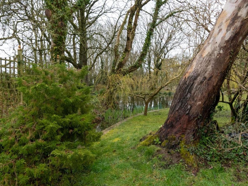 a tree in the grass next to a forest at Secluded Holiday Home in Ceredigion with Garden in Pennant