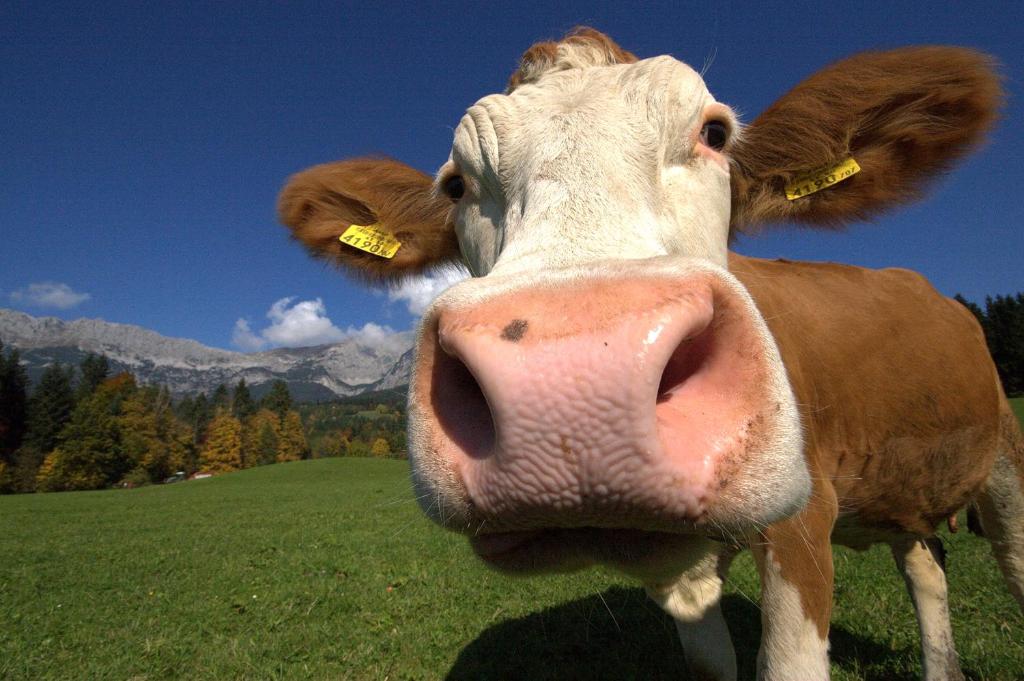 a close up of a cow with its nose at Oberachen Apartment in Ellmau