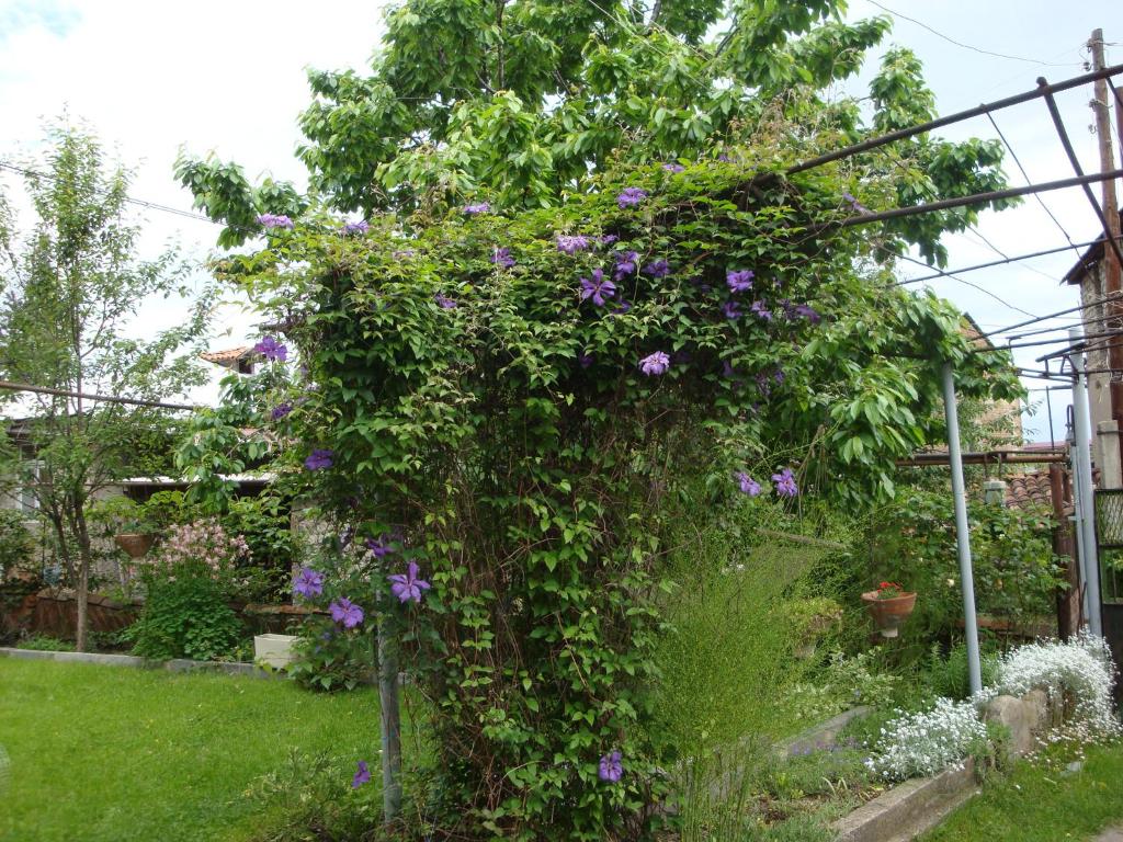 Zahrada ubytování Tamari Guest House