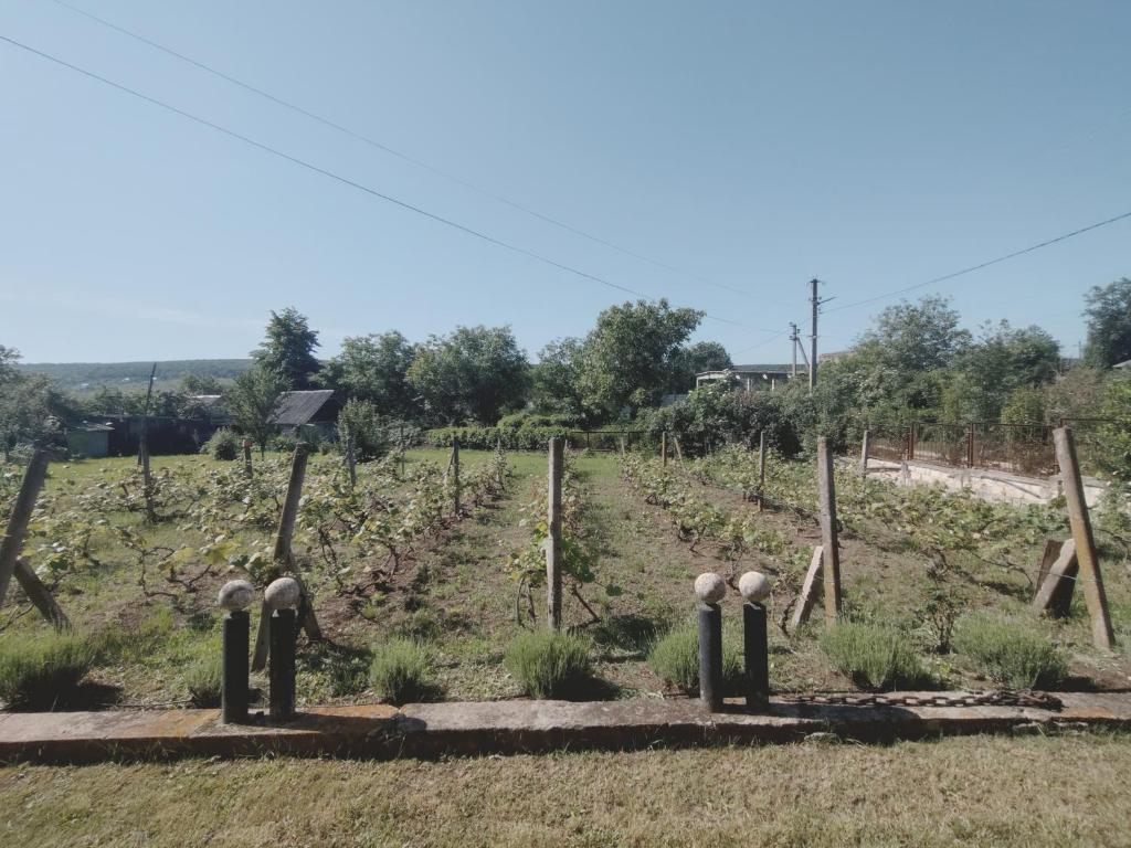 Zahrada ubytování Le Rustique