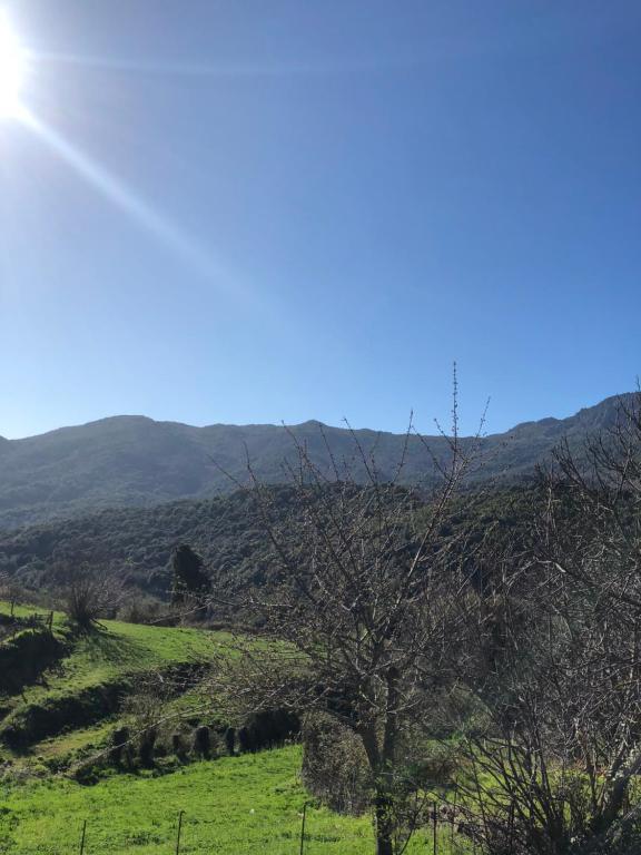 a tree in a field with mountains in the background at Maison de village Frasseto in Frasseto