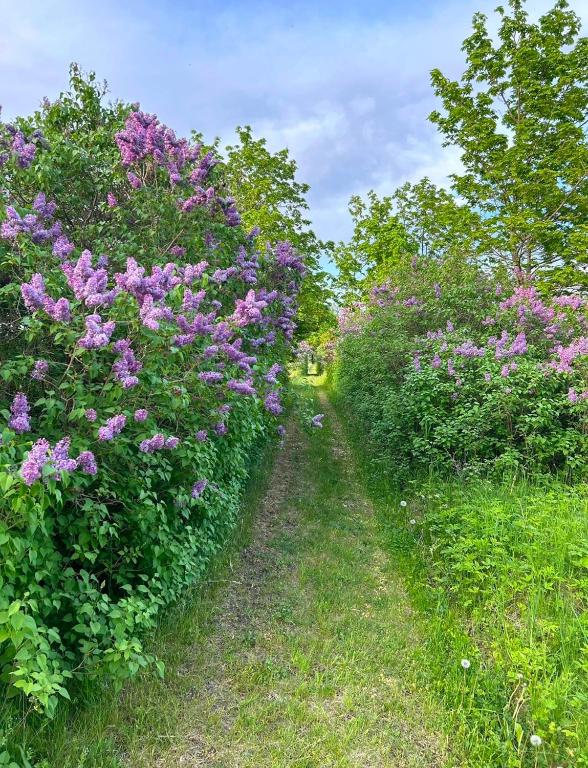 Zahrada ubytování Muhu Leeni Glamping