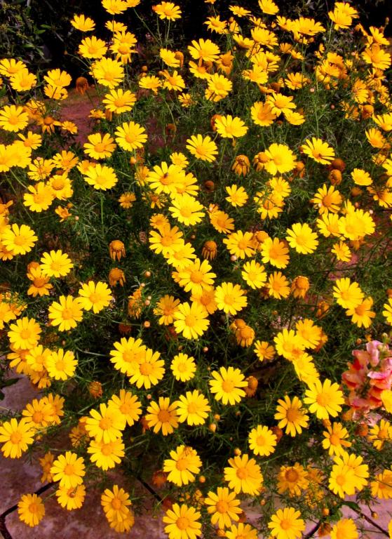 阿里米尼的住宿－Campeggio Bungalow Darwin，一块田野里的一束黄色和橙色花