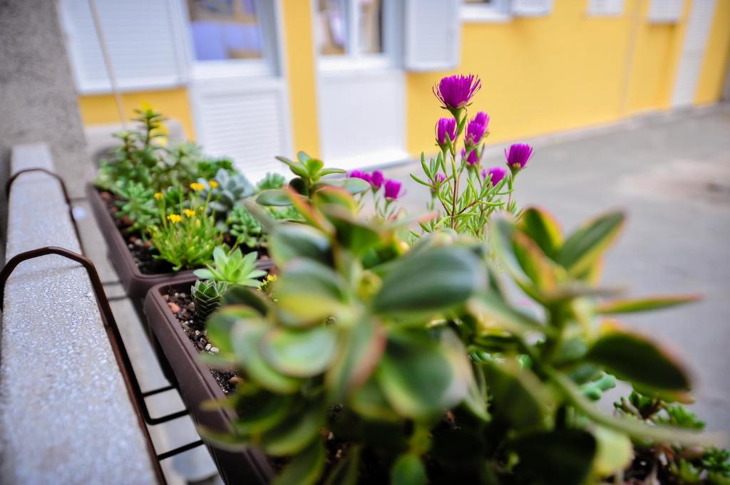 Vonkajšia záhrada v ubytovaní Luka Residence Apartments