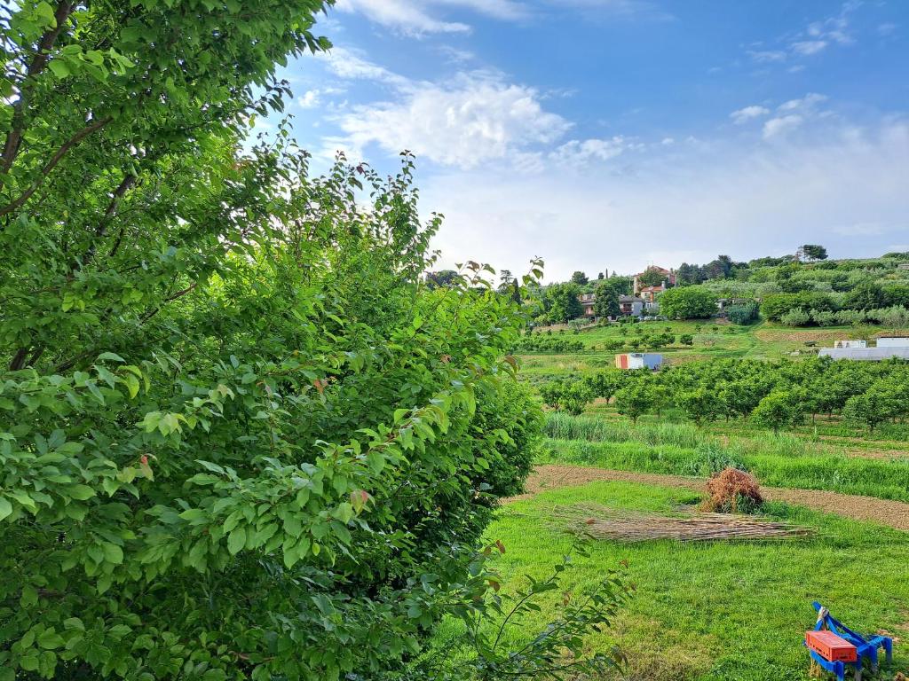 Pokrajina v okolici apartmaja