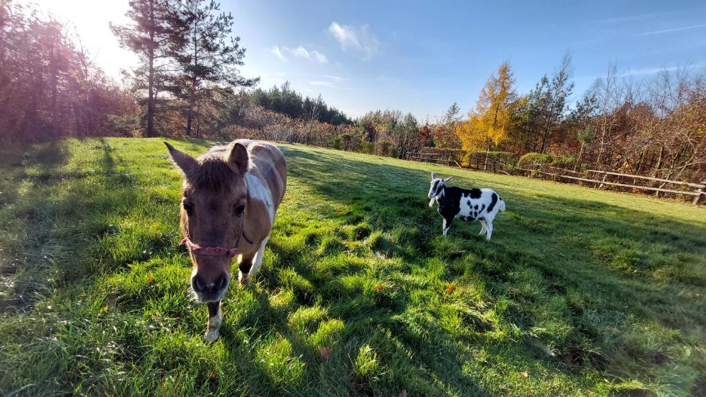 Zvířata v venkovského domu nebo okolí
