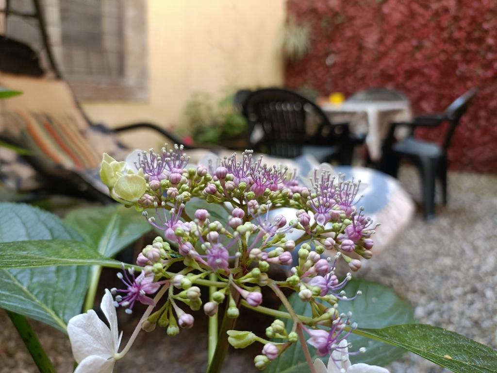 Il giardino segreto - 3