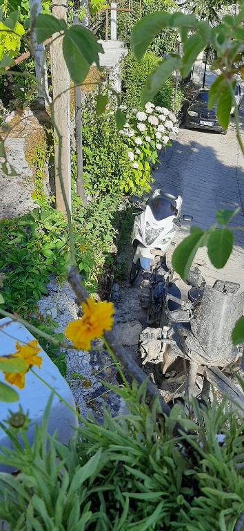 Zahrada ubytování Flora's Guesthouse 'The Fir Gate'