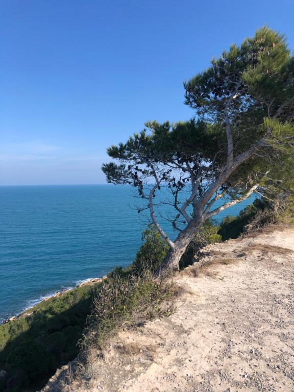 un arbre sur une colline à côté de l'océan dans l'établissement Maison BELLOU à LA FRANQUI, à La Franqui-Plage