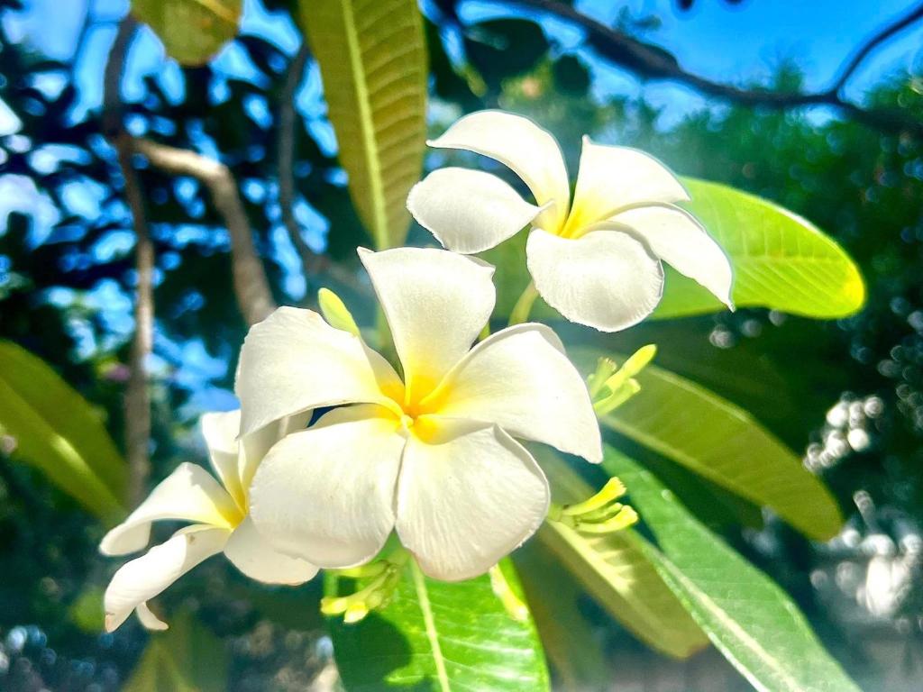 two white flowers on a tree with leaves at Condo by base in Pattaya Central