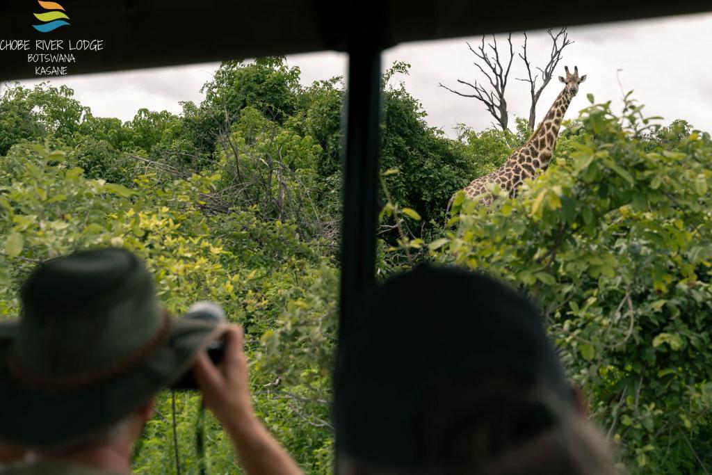 a group of people taking a picture of a giraffe at Chobe River Lodge in Kasane
