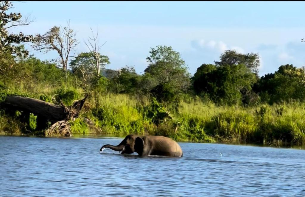 Dream Villa Sigiriya - 15