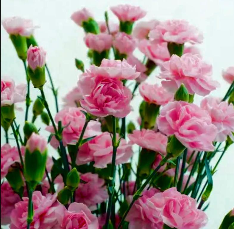 a bunch of pink flowers in a vase at Goździkowy Apartament in Frombork