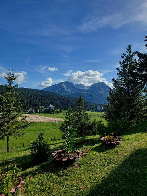 a green field with trees and mountains in the distance at Petrovača in Žabljak