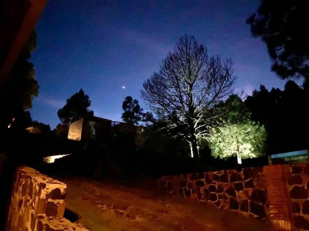 a tree in front of a wall at night at El CIELO HOTEL BOUTIQUE in San Miguel Ajusco