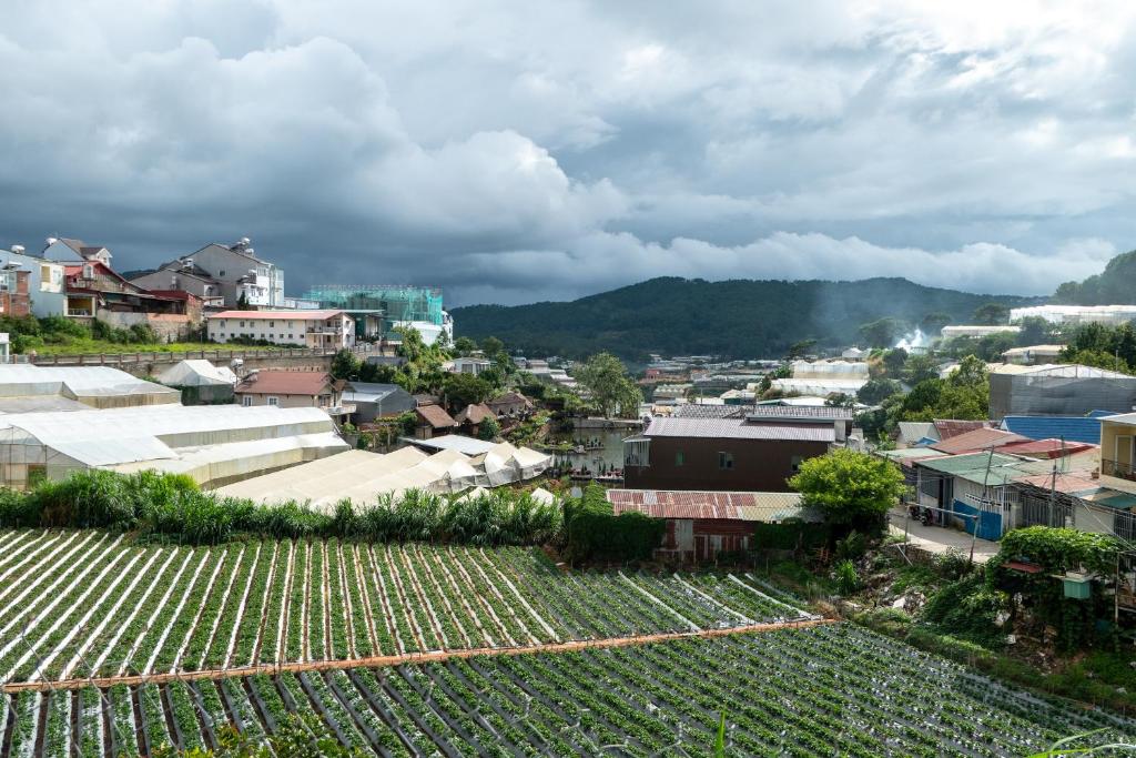 a view of a city with a bunch of vineyards at Hugo's Family in Da Lat