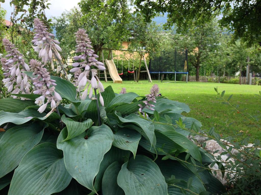 A garden outside Appartements Umfahrer