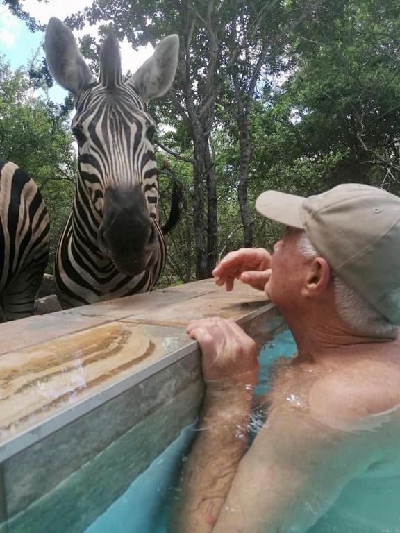 a man in a swimming pool next to a zebra at Klein Paradys in Marloth Park