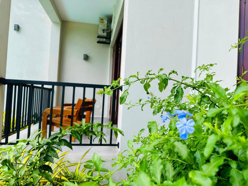 a balcony with chairs and a blue flower at Grand Hills kandy in Kandy