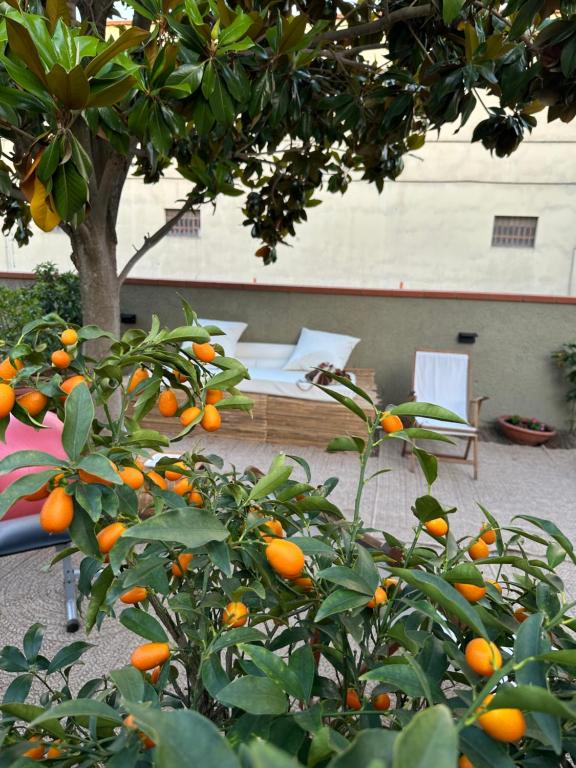 Zahrada ubytování Domus Socolatae Cocoa Journey Tuscan Lifestyle B&B