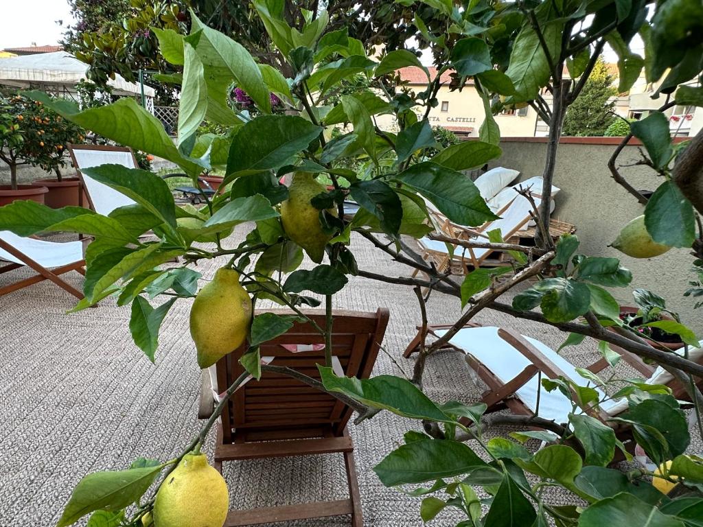 Zahrada ubytování Domus Socolatae Cocoa Journey Tuscan Lifestyle B&B