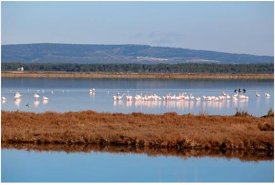 un groupe de flamants roses sur un plan d'eau dans l'établissement Appartement cosy et terrasse spacieuse, à Vic-la-Gardiole