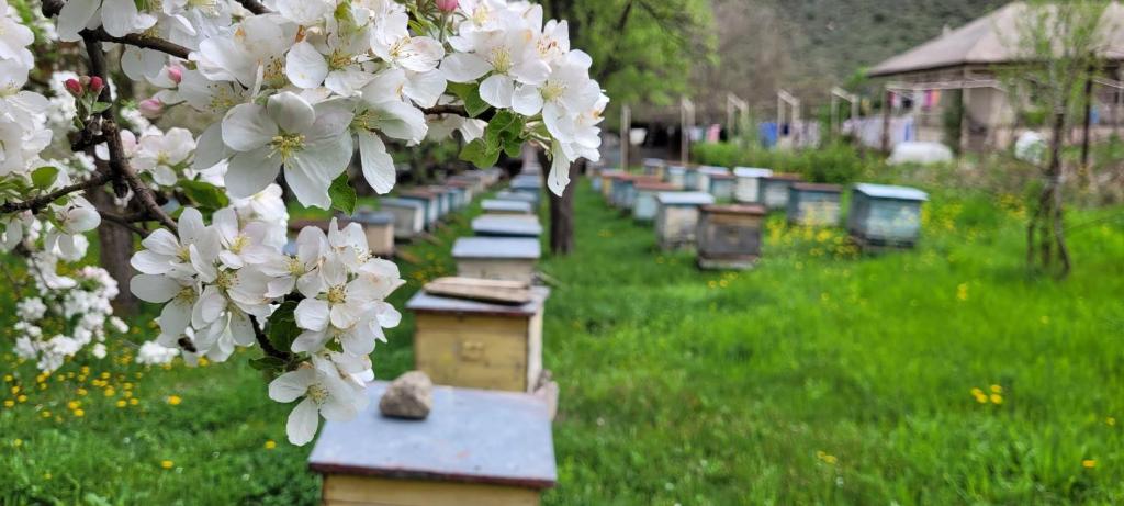 Jardí fora de Bee House