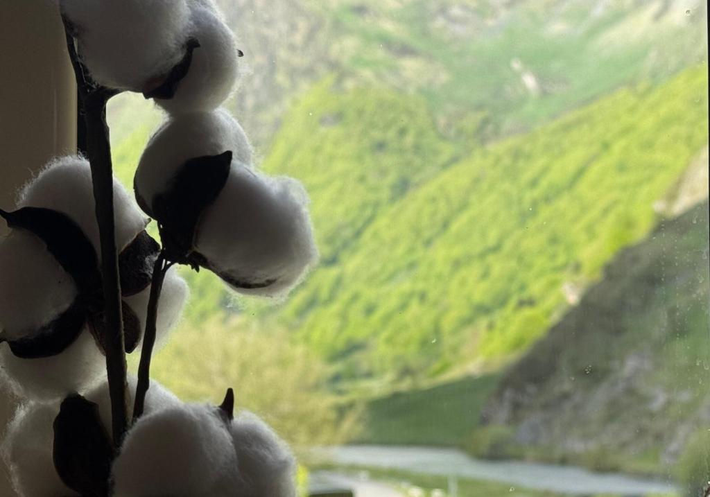 un gros plan d'une fleur blanche dans une fenêtre dans l'établissement Appartement vu sur Lac, à Estaing