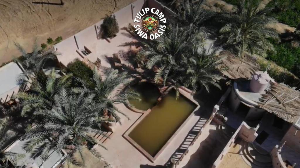 Zahrada ubytování Tulip Camp Siwa Oasis