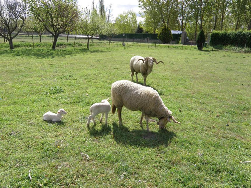 Fotografie z fotogalerie ubytování Casa rural El Manantial v destinaci Ciudad-Rodrigo