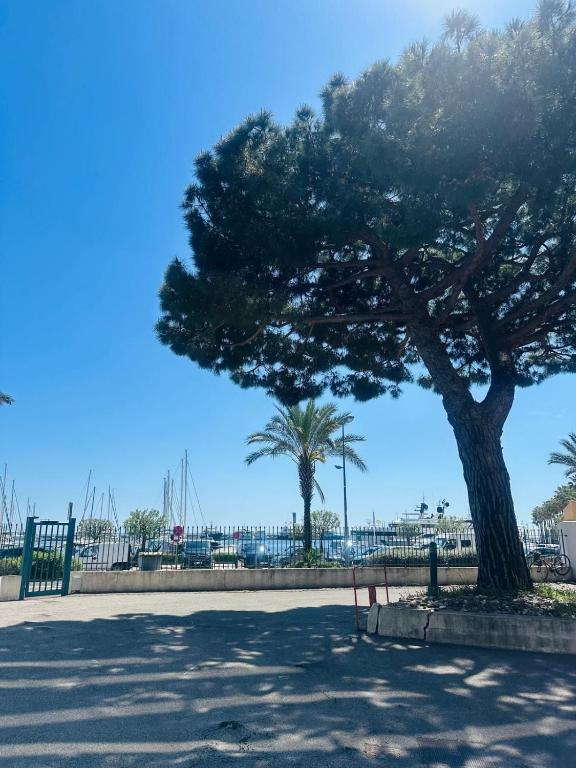 un arbre dans un parc à côté d'un banc dans l'établissement Golfe Juan Studio Port Camille Rayon Piadon, à Vallauris