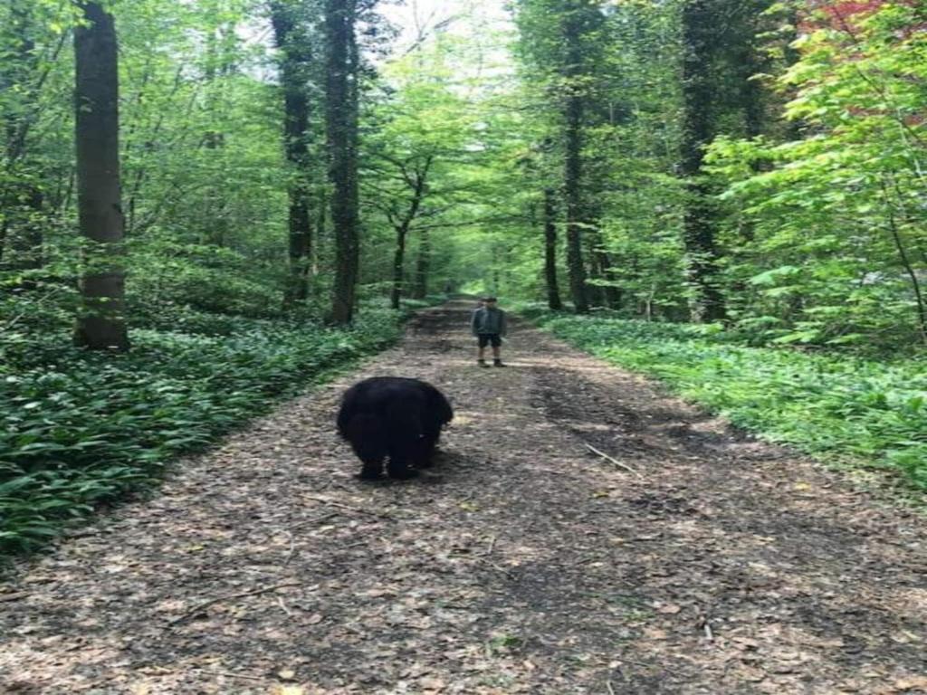 Zvířata v prázdninového domu nebo okolí