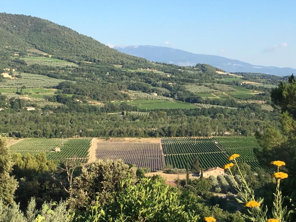 a view of a vineyard from a hill with yellow flowers at La Villa des Poètes in Nyons