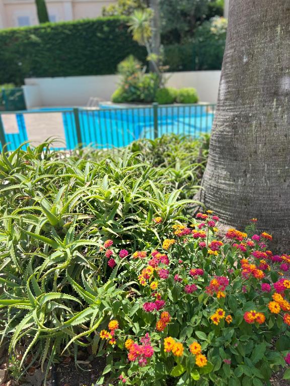 un jardin de fleurs devant un arbre dans l'établissement Paradis, à Cannes