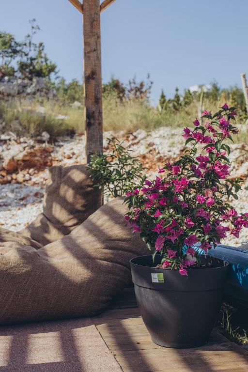 Zahrada ubytování Camp Rose